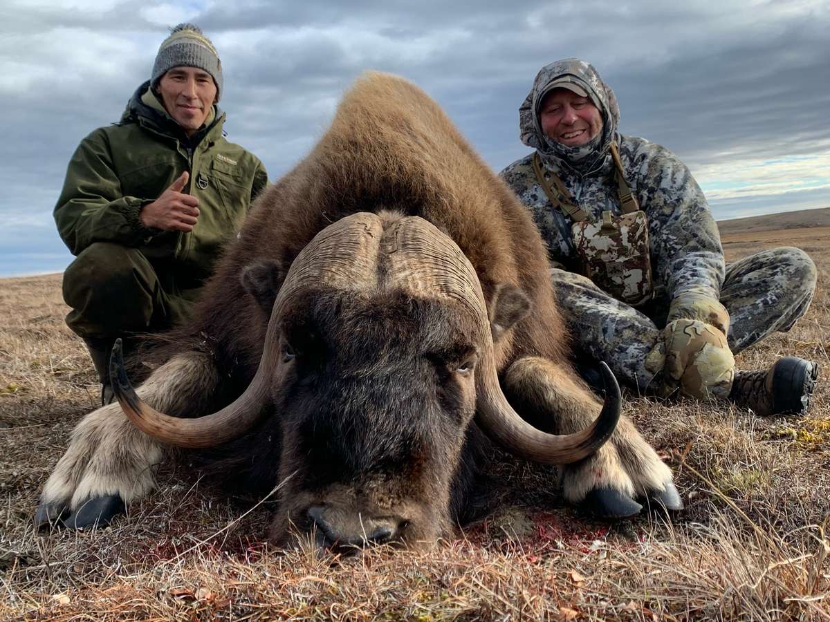 Two hunting partners kneeling either side of a mature muskox bull on the tundra, one giving a thumbs up.