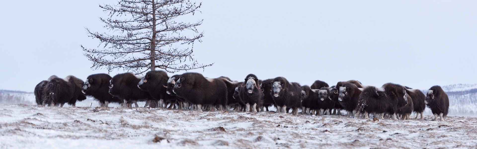 A herd of muskox moving in a line across a snowy plain beside a lone spruce.