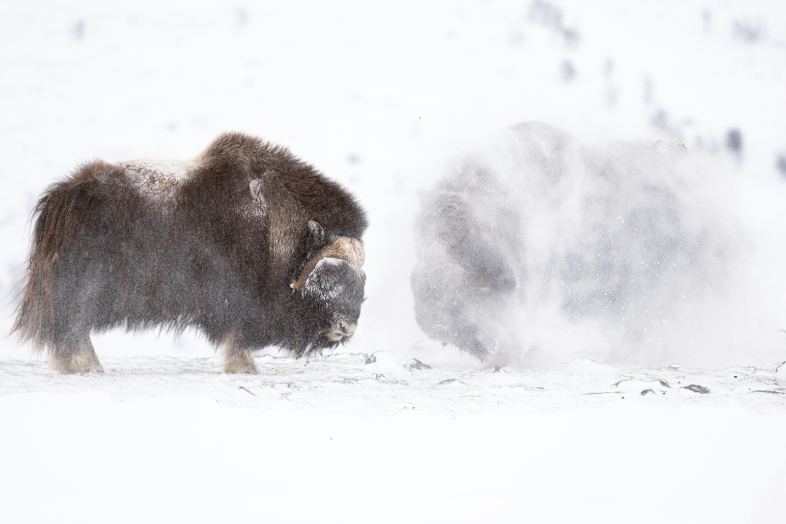 A muskox walking through blowing snow, a second animal hidden in the drift behind it.