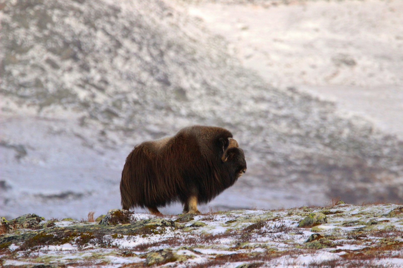 A lone muskox bull on a snowy hillside with rocks and low shrubs.
