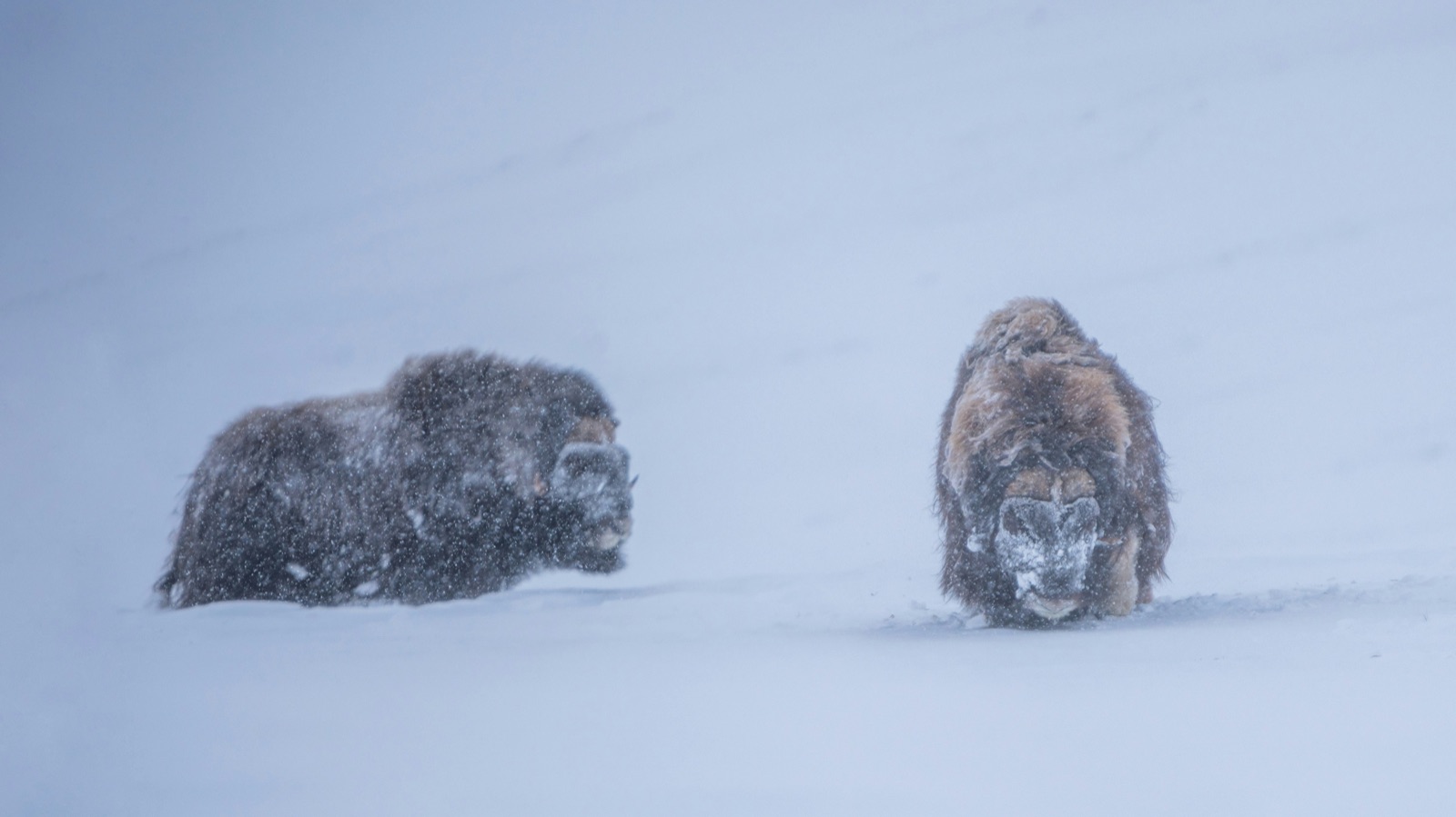 Two muskox pushing through falling snow on a blue-grey slope.