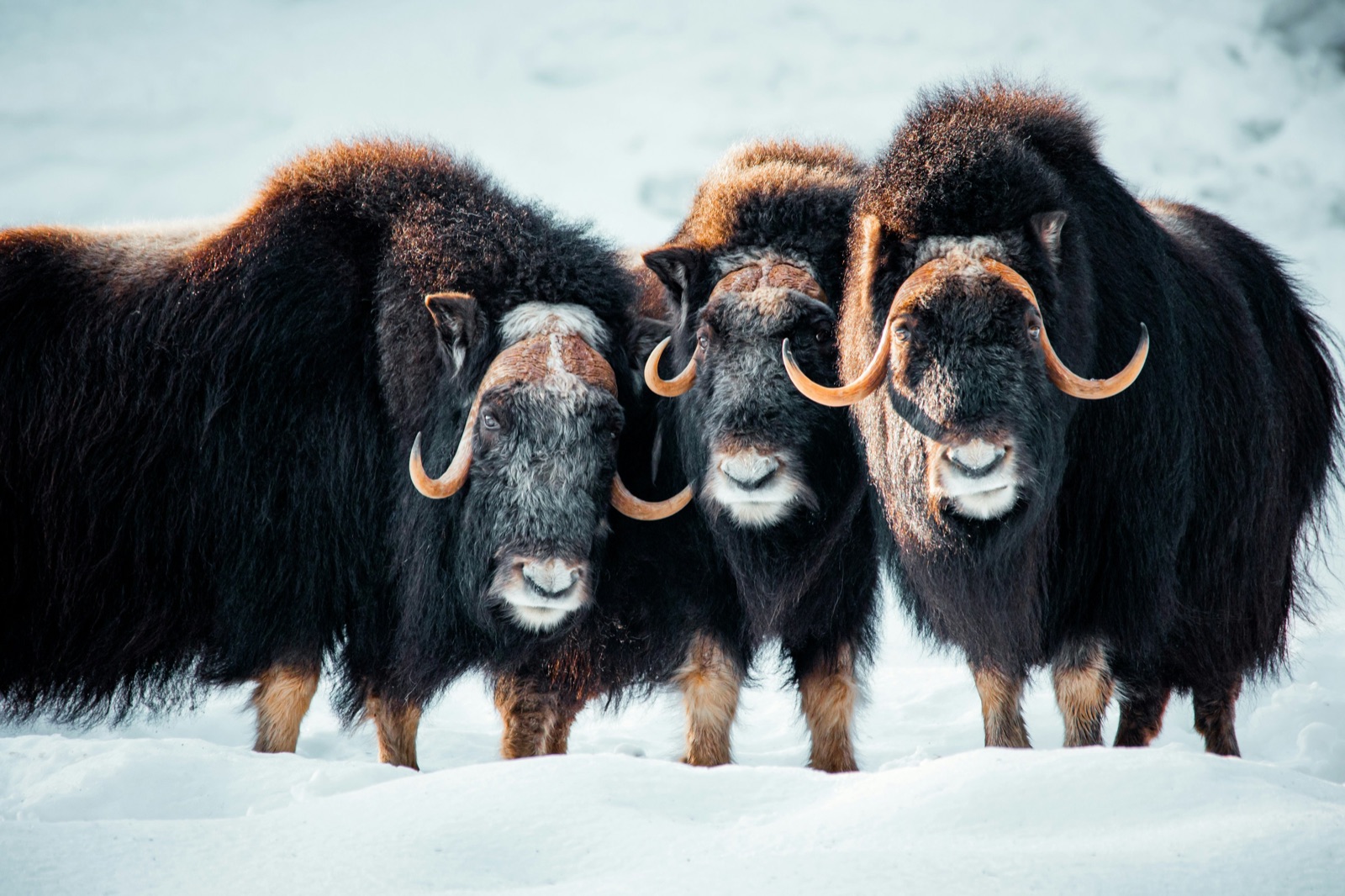 Three muskox bulls standing shoulder to shoulder in deep snow.