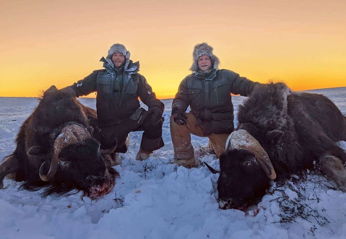 Two hunters kneeling in the snow with their two muskox bulls under an orange Arctic sunset.