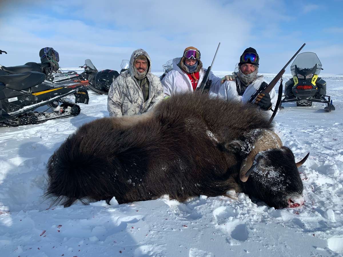 Three hunters with rifles standing behind a muskox bull, snowmobiles parked behind them.
