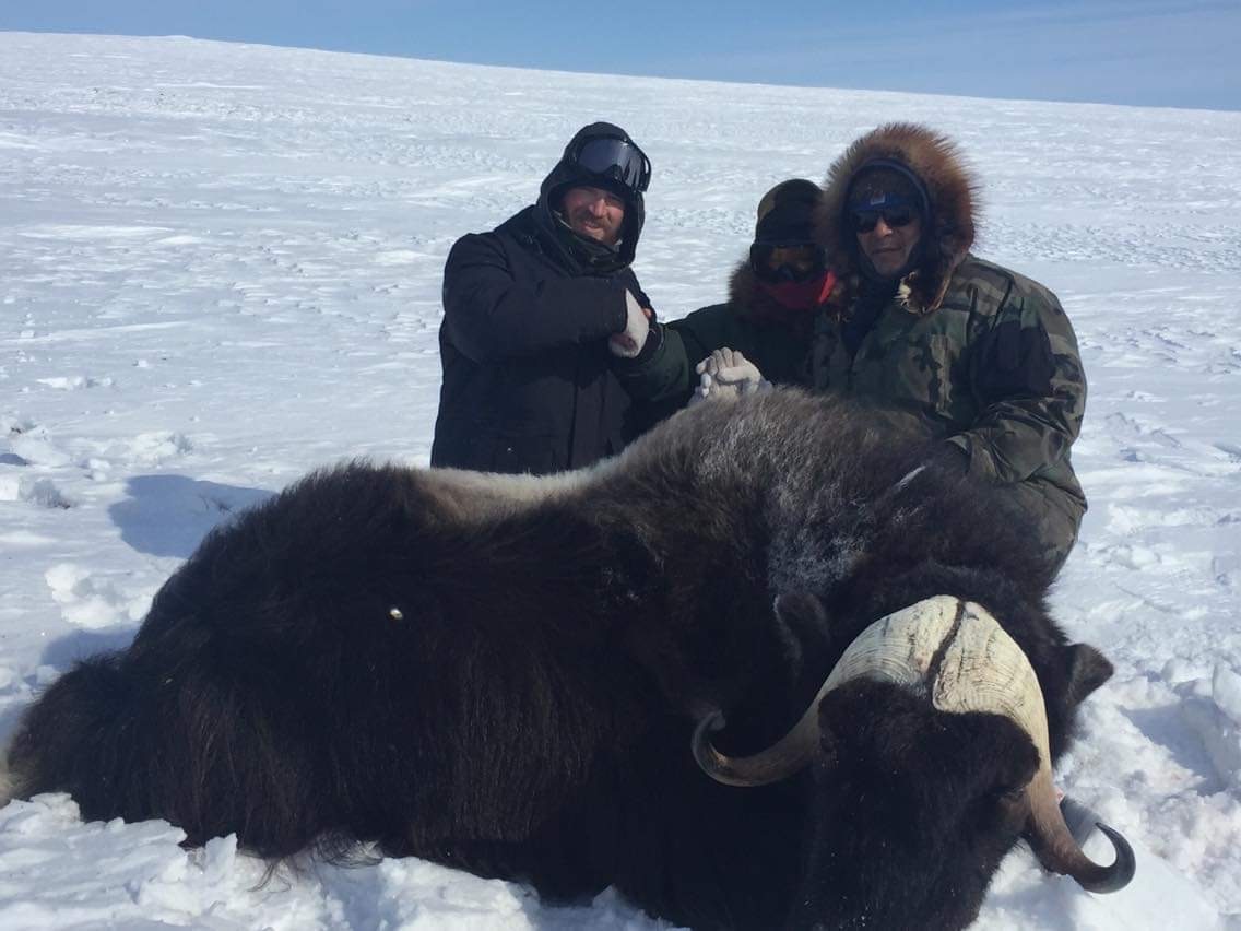 Three hunters in winter gear crouched behind a muskox bull on open snow.