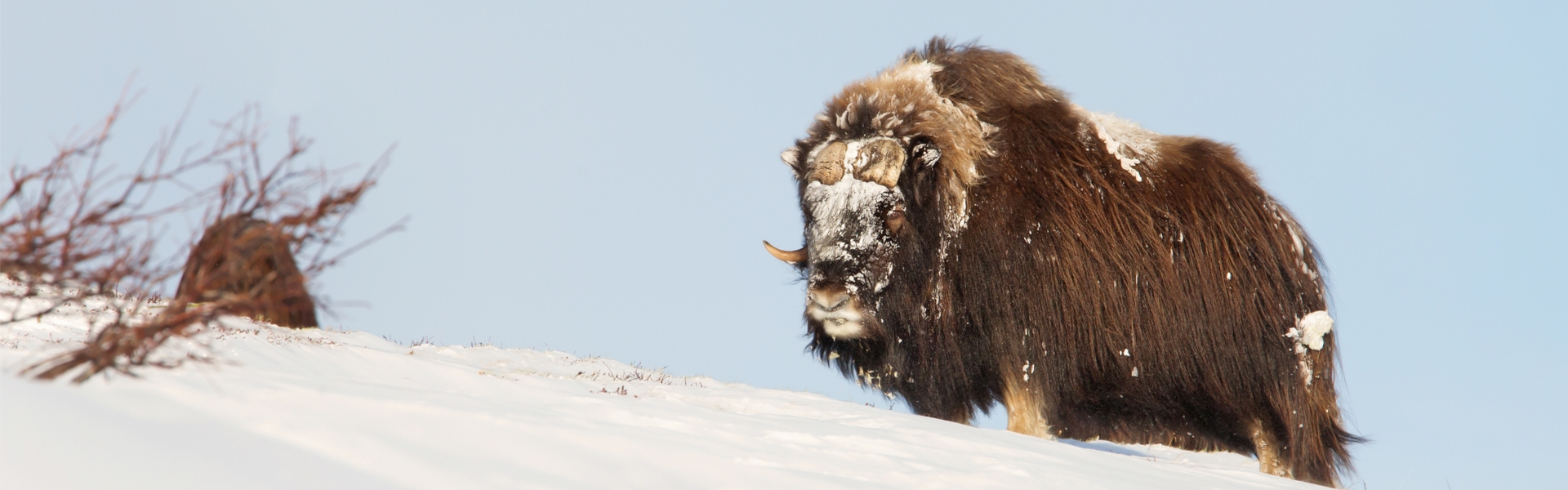A lone muskox bull standing on a snowy ridge under a pale Arctic sky.
