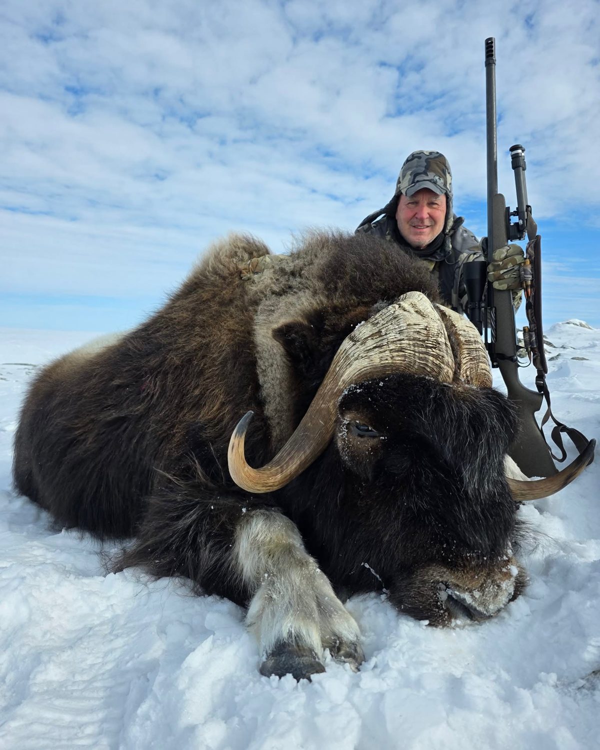 A hunter in camouflage behind a mature muskox bull with heavy curled horns, rifle at his side, on snow.