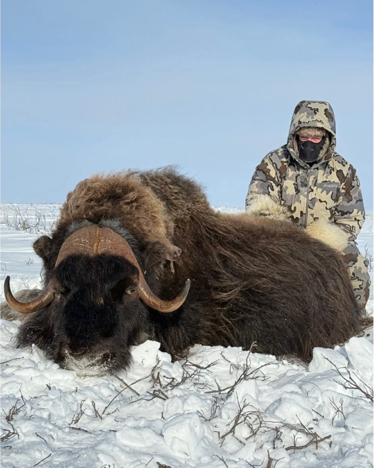 A hunter in a fur-trimmed parka and face mask behind a muskox bull on wind-blown snow.
