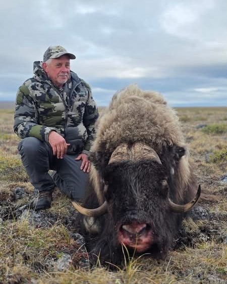 A hunter in camouflage kneeling beside a muskox bull on autumn tundra.