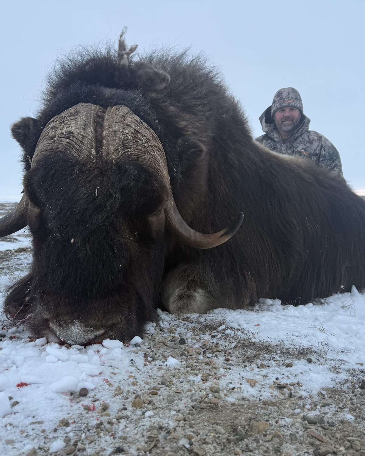 A hunter behind a large muskox bull on snow-dusted gravel under a grey Arctic sky.