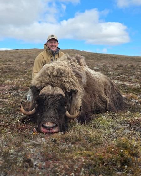 A hunter in a tan jacket kneeling behind a muskox bull on open autumn tundra.