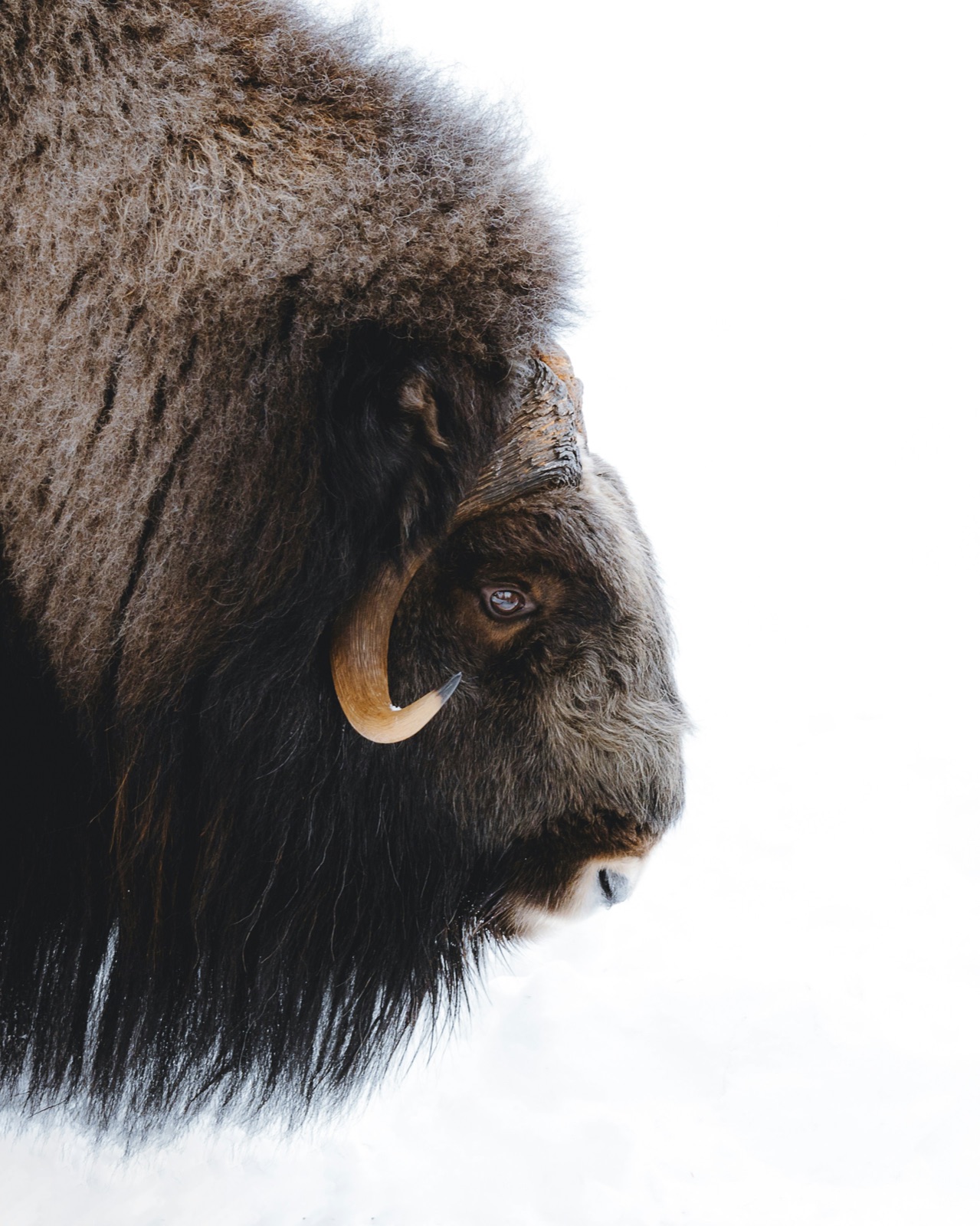 Close profile of a muskox bull, its curved horn and frosted coat against white snow.