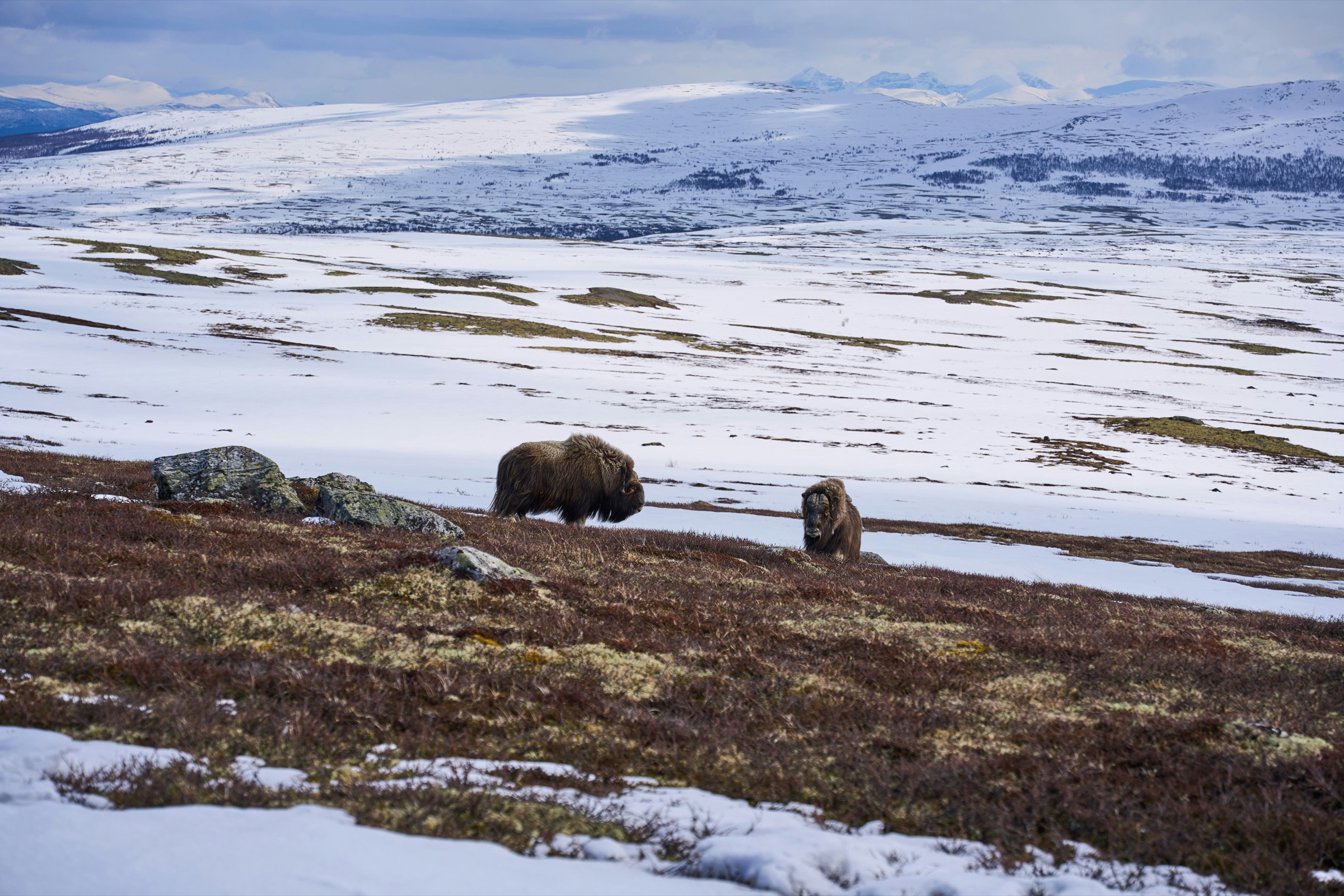 Two muskox grazing on open tundra, with snow-dusted hills stretching to the horizon.